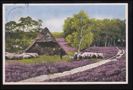 Tiere-AK Aus Der Lüneburger Heide: Schäfer Schafe Hütte, CELLE 22.8.1936 - Sonstige & Ohne Zuordnung