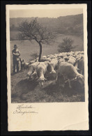 Tiere-AK Foto: Hirte Mit Schafen Und Hund, DRAMBURG 10.4.1936 (Bug) - Autres & Non Classés