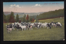 Tiere-AK Idylle Aus Dem Harz: Ziegenherde Und Hirte, BRAUNLAGE 16.8.1918 - Other & Unclassified