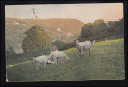 Tiere-AK Dorfidylle: Frau Mit Ziegen Am Hang, BECKENDORF / OSCHERSLEBEN 1920 - Autres & Non Classés