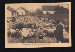 Tiere-AK Foto: Rumänische Schafhirten Mit Ihrer Herde Und Esel, Geschrieben 1917 - Andere & Zonder Classificatie