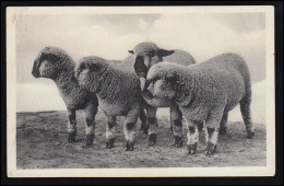 Tiere-AK J. Gruß Von Der D.L.G. Ausstellung - Vier Schafe, Ungebraucht - Autres & Non Classés