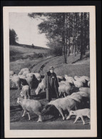 Tiere-AK Foto Um 1960: Schafherde Mit Schäfer Im Schwarzwald, Ungebraucht - Andere & Zonder Classificatie