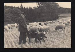 Tiere-AK Foto Um 1960: Schäfer Mit Hunden Und Seiner Schafherde, Ungebraucht - Sonstige & Ohne Zuordnung