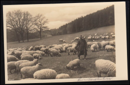 Tiere-AK Foto: Schäfer Im Kreise Seiner Schafherde Am Wiesenhang, Ungebraucht - Autres & Non Classés