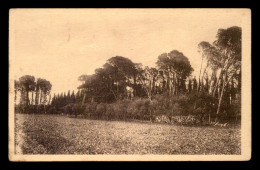 ALGERIE - MISSERGHIN - LA PEPINIERE - DOMAINE ABRAM - Sonstige & Ohne Zuordnung