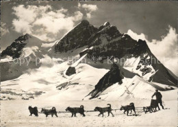 11621078 Jungfraujoch Polarhunde Jungfraujoch - Other & Unclassified