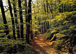 29 - HUELGOAT - Sous-bois Dans La Forêt (Ed. Jos, MX 1945) - CPSM GF - Huelgoat