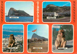 Gibraltar - Multivues - Singes - CPM - Voir Scans Recto-Verso - Gibilterra