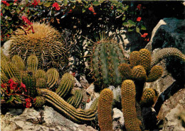 Fleurs - Plantes - Cactus - Principauté De Monaco - Le Jardin Exotique - Echinocactus Trichocereus Seticereus Avec Eupho - Cactus