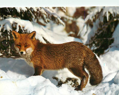 Animaux - Renards - Hiver - Neige - Fox - CPM - Voir Scans Recto-Verso - Autres & Non Classés