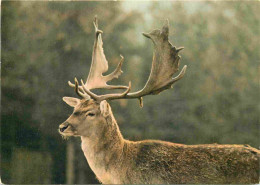 Animaux - Cervidés - Lozère - Parc Naturel Du Gevaudan - Daim Royal - Zoo - CPM - Carte Neuve - Voir Scans Recto-Verso - Other & Unclassified