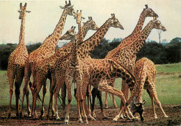 Animaux - Girafes - Carte Neuve - CPM - Voir Scans Recto-Verso - Giraffe