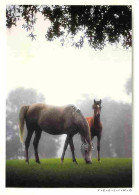 Animaux - Chevaux - Crinières Au Vent - Jument Et Son Poulain - CPM - Voir Scans Recto-Verso - Pferde