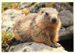 Animaux - Marmottes - CPM - Voir Scans Recto-Verso - Autres & Non Classés