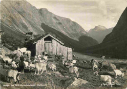 Animaux - Chèvres - Norvège - Norge - Fra Mullskridalsseteren - Hellesylt - CPSM Grand Format - Voir Scans Recto-Verso - Sonstige & Ohne Zuordnung