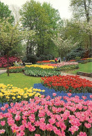 Pays-Bas - Nederland - Lisse - Keukenhof - Fleurs - CPM - Voir Scans Recto-Verso - Lisse