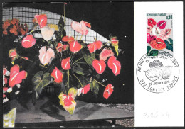 Francia/France: Maximum, Anthurium Andraeanum - Andere & Zonder Classificatie