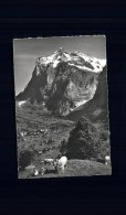 11523955 Grindelwald Mit Wetterhorn Alm Kuh Grindelwald - Sonstige & Ohne Zuordnung