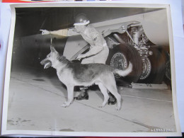 PHOTO THEME CHIEN DE DEFENSE - U.S. AIR FORCE PHOTO - 1955 -  Format : 25 X 20 Cm - Amerika