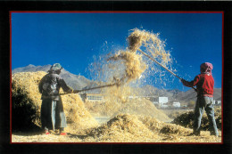 TIBET  Scene De Moisson Vers SHIGATSE (scan Recto-verso) QQ 1114 - Tíbet