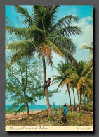 ANTILLES BAHAMAS Bahama Islands  Climbing For Coconuts  (scan Recto-verso) QQ 1113 - Bahama's