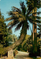 83 - Hyères Les Palmiers - Paysage Tropical Au Jardin Olbius Riquier - Ecrite    (scan Recto-verso) QQ 1145 - Hyeres