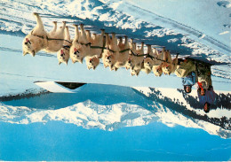 73 - ATTELAGE DE CHIENS SAMOYEDES AU COL DES SAISIES SAVOIE    (scan Recto-verso) QQ 1130 - Autres & Non Classés