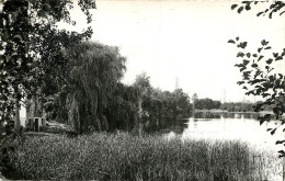 MONTFORT LE ROTROU : ETANG DE LA PECCARDIERE   (scan Recto-verso) QQ 1128 - Autres & Non Classés