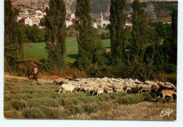 PROVENCE Paix Pastorale  (scan Recto-verso) QQ 1163 - Provence-Alpes-Côte D'Azur