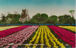 R072631 Tulip Fields And Pinchbeck Church. Spalding. Valentine. No L 1741. RP - Monde