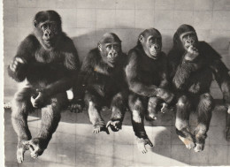 SINGES -  CPSM : Gorilles - Zoo De Bâle - Singes