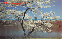 R073333 A New Jersey Portrait. A Cherry Blossoms - World
