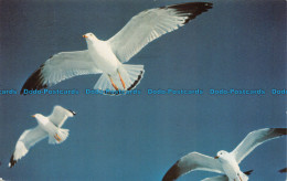 R073342 The Seagulls Flight In The Blue Heavens Height. Mike Roberts. 1974 - World