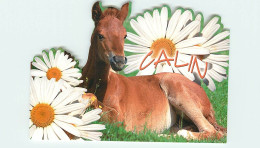 Format Spécial - 167 X 118 Mms - Animaux - Chevaux - Poulain - Découpe Originale - Carte Neuve - Frais Spécifique En Rai - Horses