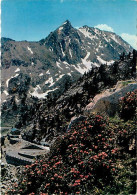 65 - Hautes Pyrénées - Vallée D'Aure - Le Pic Méchant 2944 M. Vu De Cap De Long - Rhododendrons En Fleurs - CPM - Voir S - Autres & Non Classés