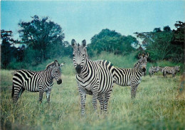 Animaux - Zèbres - Carte Arthur Dixon - African Wild Life Series - CPM - Voir Scans Recto-Verso - Zèbres