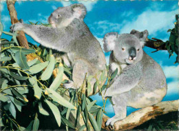Animaux - Koala - Australian Koala - Carte Dentelée - CPSM Grand Format - Voir Scans Recto-Verso - Sonstige & Ohne Zuordnung