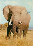 Animaux - Eléphants - African Wild Life - CPM - Voir Scans Recto-Verso - Elephants