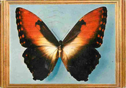 Animaux - Papillons - Morpho Hecuba - CPM - Voir Scans Recto-Verso - Butterflies