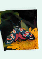 Animaux - Papillons - Zygaena Occitanica Dup - Blutstropfchen - Zygène - Burnet - Herfstadonis - Voir Timbre De Suisse - - Papillons