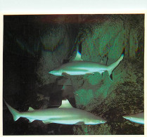 Animaux - Poissons - Aquarium De La Rochelle - 13 N - Carcarhinus Melanopterus (Requins à Aileron Noir) - Carte Neuve -  - Poissons Et Crustacés