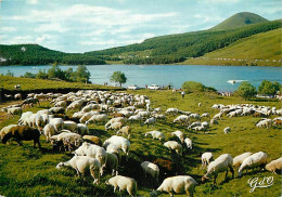 Animaux - Moutons - Auvergne - Lac De Guery - Troupeau De Moutons - Automobiles - CPM - Voir Scans Recto-Verso - Sonstige & Ohne Zuordnung