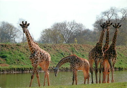 Animaux - Girafes - Port St Père - La Casamance - Safari Africain - Actuellement Planète Sauvage - Carte Neuve - CPM - V - Giraffe