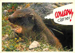 Animaux - Marmottes - CPM - Voir Scans Recto-Verso - Sonstige & Ohne Zuordnung