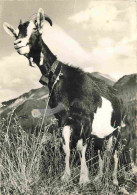 Animaux - Chèvres - En Savoie - Mention Photographie Véritable - Carte Dentelée - CPSM Grand Format - Voir Scans Recto-V - Sonstige & Ohne Zuordnung