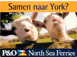 Animaux - Chèvres - Carte Publicitaire Pour Les Ferry De La Compagnie P O Northe Sea Ferries - Bateaux - CPM - Voir Scan - Otros & Sin Clasificación