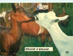 Animaux - Chèvres - Carte à Message Humoristique - CPM - Voir Scans Recto-Verso - Andere & Zonder Classificatie