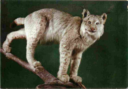 Animaux - Fauves - Lynx - Museo Civico Di Storia Naturale Milano - Lince - CPM - Voir Scans Recto-Verso - Autres & Non Classés