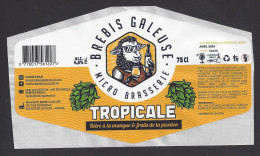 Etiquette De Bière Tropicale   -  Brasserie Brebis Galeuse  à  Roëllecourt  (62) - Bière